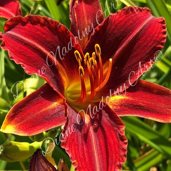 Red Spider Lily Diamond Painting Kit - Picture 2 of 2